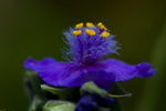 Tradescantia Virginiana